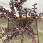 Dráč thunbergov (Berberis thunbergii) ´DART´S RED LADY´ výška: 20-40 cm, ⌀ 20-40 cm, kont. C2L